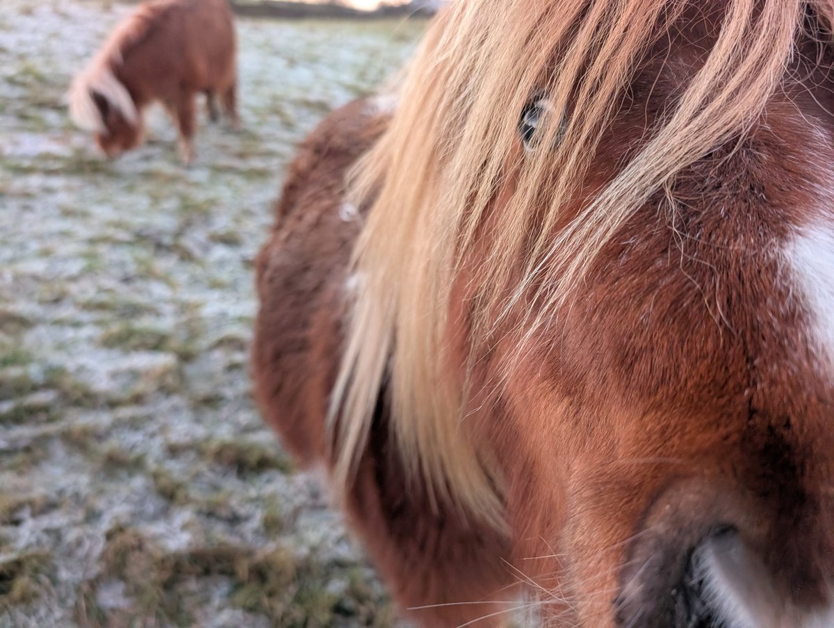 Inquisitive ponies ☺️