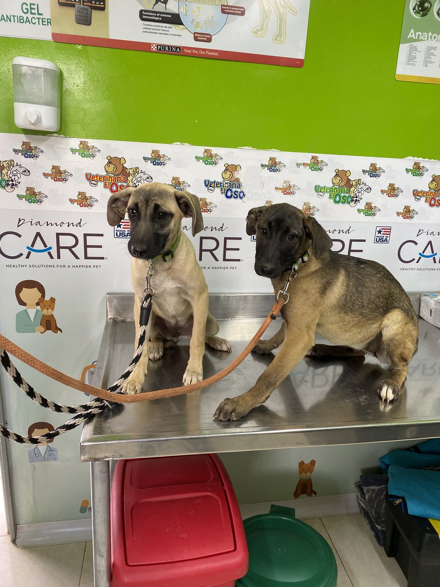 Marce_Tabares's tweet photo. 🆘Llegamos a vacunación con las cachorras de #Blanquits que quedan les faltaba la de la rabia, así que ahora si, listo esquema completo 🥳 Nos ayudan? https://t.co/bfs9T2qaoI