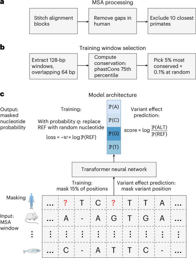 A DNA language model based on multispecies alignment predicts the effects of genome-wide variants go.nature.com/4gWppWg