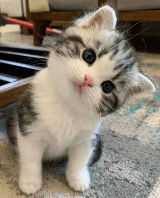 CuteCatsMagic's tweet photo. https://t.co/N9dgGpgdpL