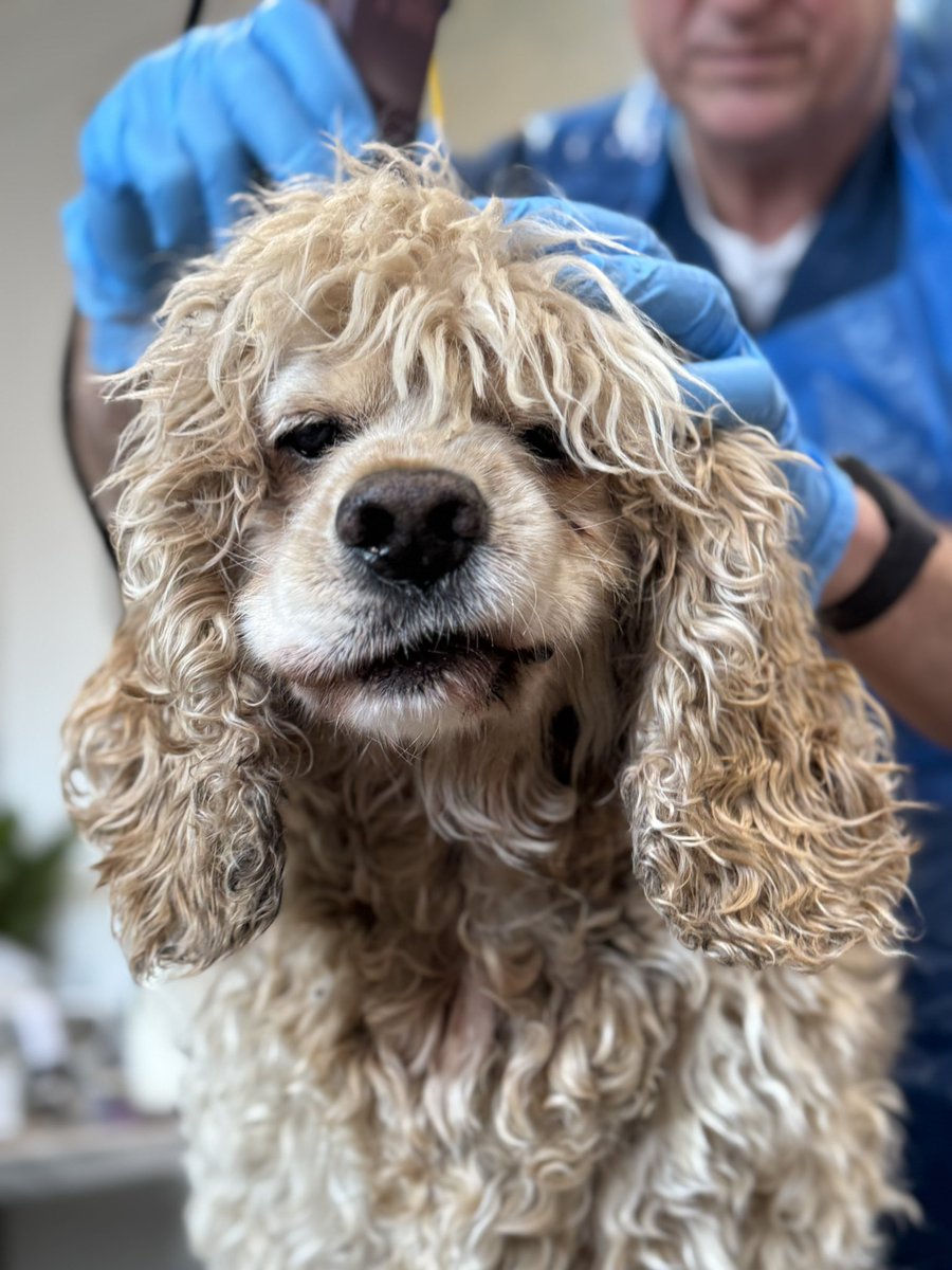 SpanielsSuper's tweet photo. @petunia1167 Trimmed? Trimmed!!!!!
I was scalped 😤
Gino the #FurThief came & stole all my fur…. Left me naked in the #Snow & #Frost
& the #WorstBit?
Mum arranged it all #HowCouldShe #Betrayed https://t.co/jpxq5l1iG1