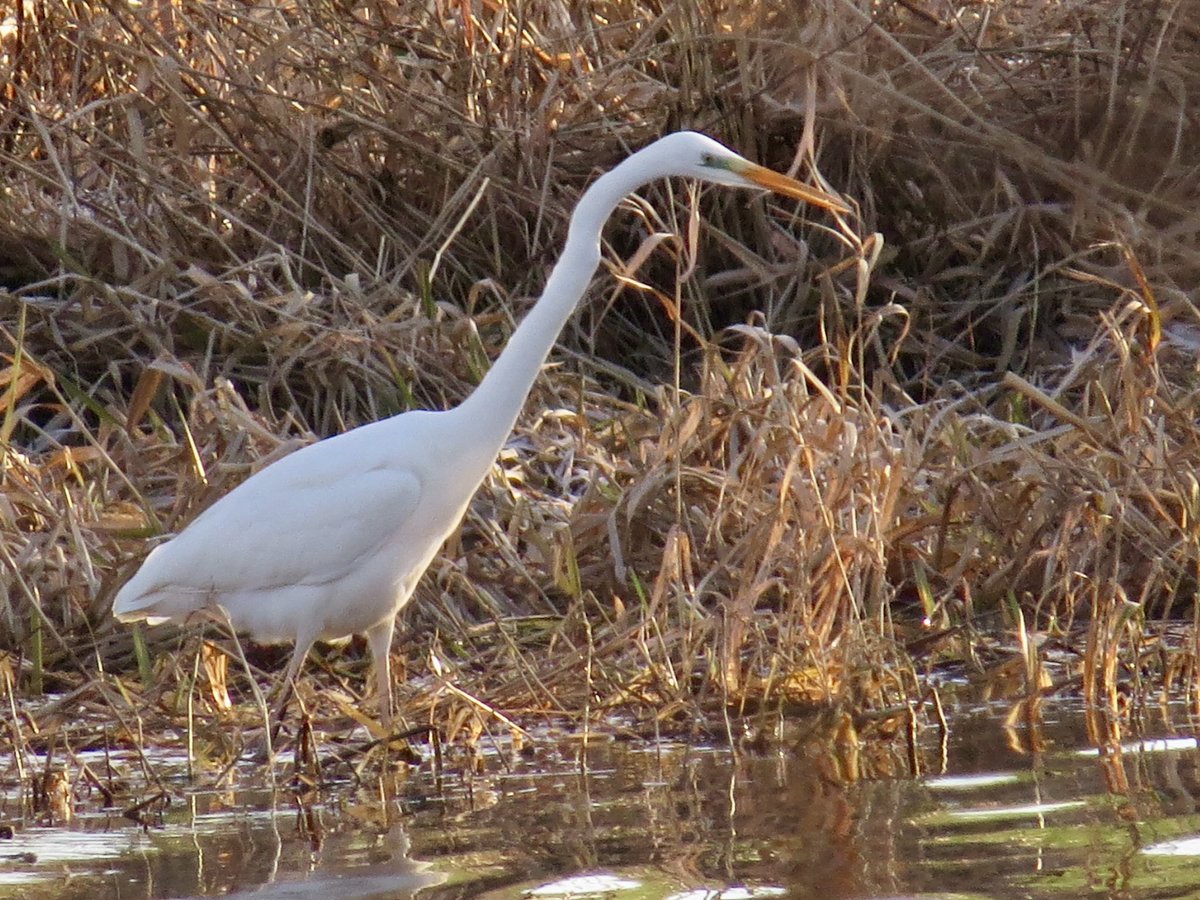 Great White Egret still present at 2pm today at Gartmorn Dam Country Park <a href="/UpperForthBirds/">UpperForth Bird News</a>