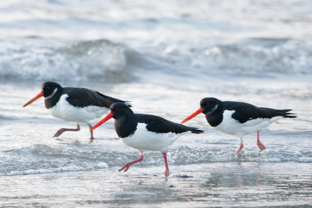 Great couple of hours in Cornwall with 59 species. Highlights were long-tailed duck, lots of waders at Marazion, purple sandpiper, water pipit and a selection of gulls at Hayle.