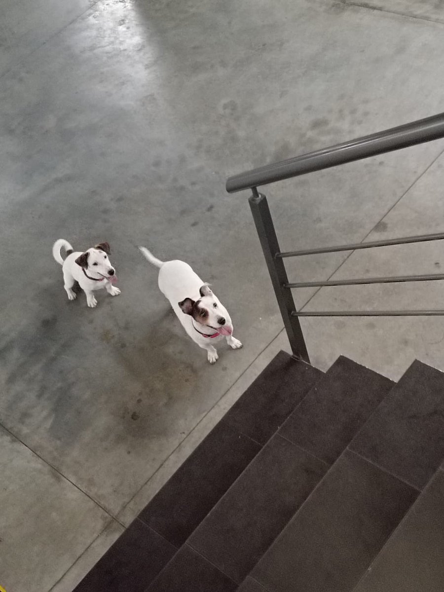 Final feliz!!!!🙌🏻
Los dueños ya retiraron a sus perritos extraviados que fueron cuidados por un guardia que los encontró pidiendo ayuda el último día del año. Según me contó Don Porfirio, los dueños fueron hasta su casa en Itá a retirarlos y lloraron de felicidad! 🐶🐶💕