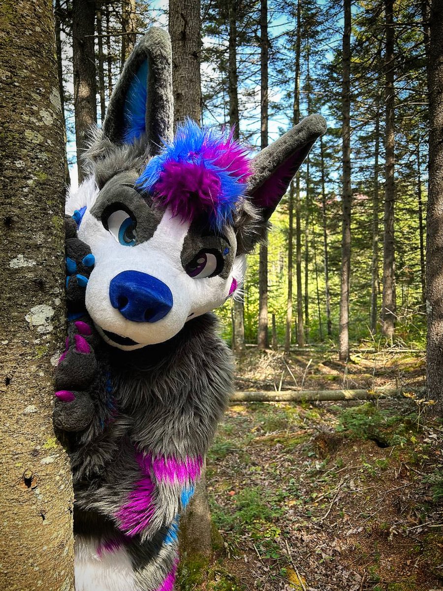 NabiWolfy's tweet photo. Forest pupper 💙🐺🐯💜

📸 : @DragoonFox https://t.co/bd32uiQuLc