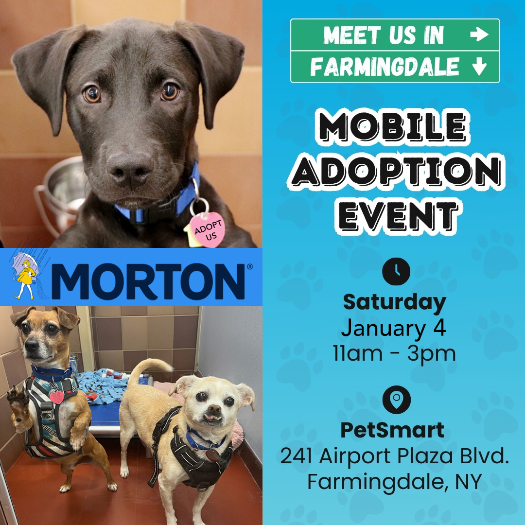 AnimalLeague's tweet photo. 🚨 Mobile Adoption Alert! 🚨

🐾 Join us this Saturday, January 4, from 11 AM to 3 PM, at PetSmart in Farmingdale, NY (241 Airport Plaza Blvd)!

🎉 This special event is sponsored by our friends at @mortonsalt, makers of Safe-T-Pet Ice Melt!

💞 Meet a beautiful selection of adorable, adoptable animals, including a sweet bonded duo: Jax, a 6-year-old Dachshund mix, and Baxter, an 11-year-old Pug mix!

🐶🐱 Bring your family and find your new best friend! Want to get pre-approved? Email us at Offsite@AnimalLeague.org!

📢 Don’t miss this paw-some opportunity!
#GetYourRescueOn #Adopt #Farmingdale #MortonSalt #SafeTPet #IceMelt #MortonPartner
