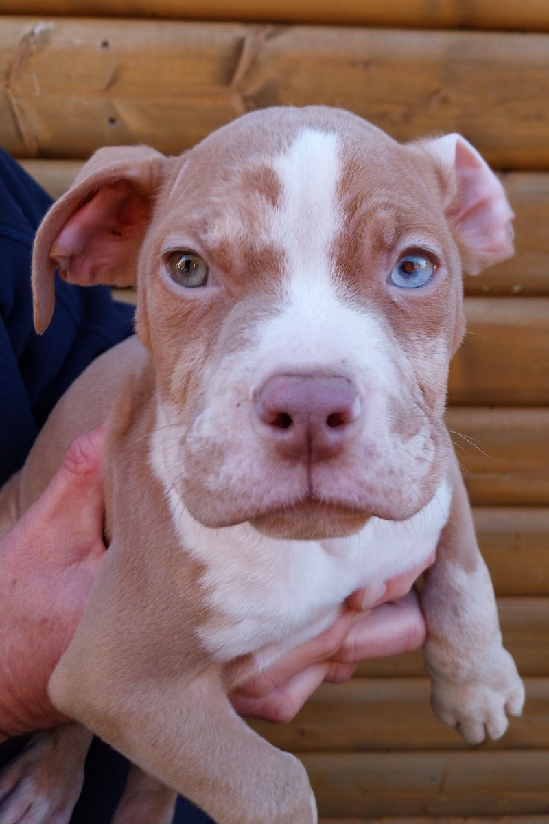 Animal Adoptions UK 🐕‍🦺🐈🐎❤️ tweet media