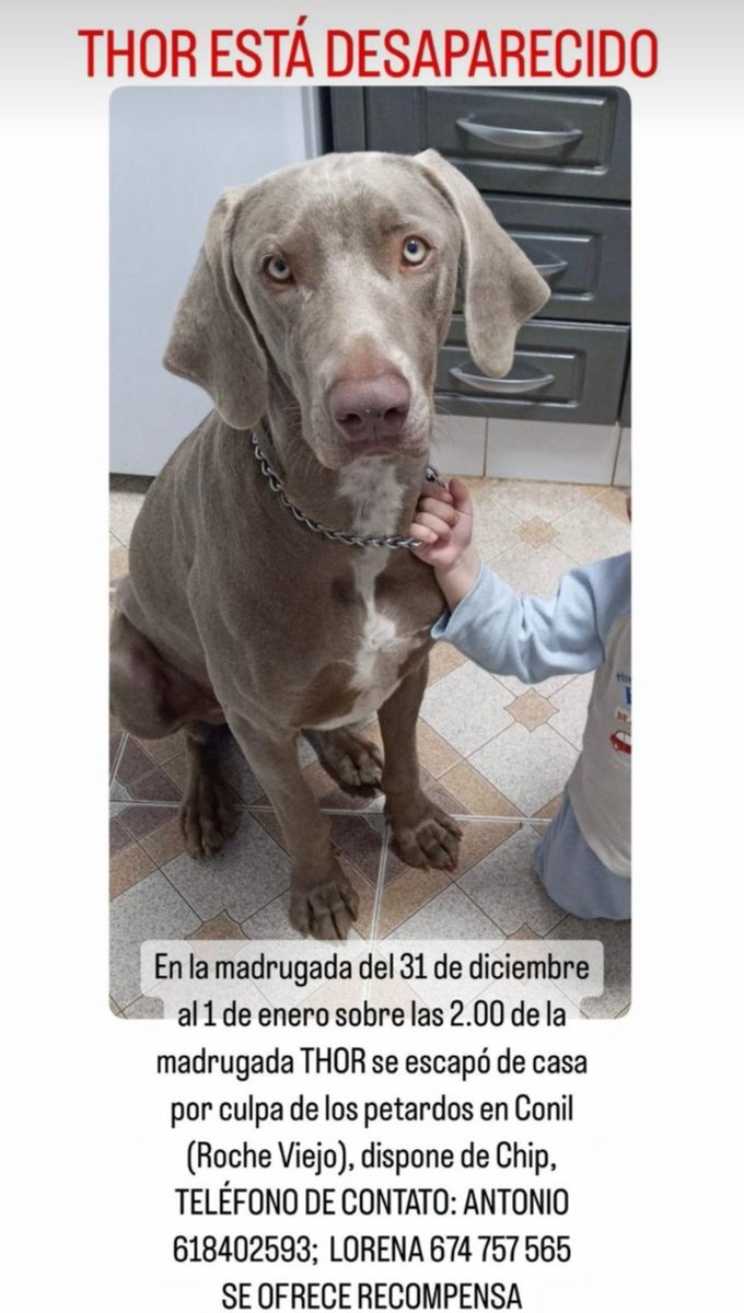 🆘🆘🆘 #Perro #Perdido Thor se escapó de su casa (por culpa de los petardos 😡) en #Conil zona #RocheViejo #Cádiz. Si alguien lo ve 🙏 contacten con Antonio ☎️ 618402593 o Lorena ☎️ 674757565