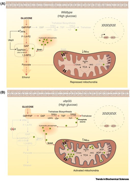Available online - the Spotlight "Crabtree effect in yeast: a phosphate tug-of-war between fermentation and respiration" from <a href="/VijayJayaraman5/">Vijay Jayaraman</a> and colleagues.

#phosphatemetabolism #glycolysis #deubiquitinase #proteostasis

authors.elsevier.com/a/1kIls3S6GfQa…