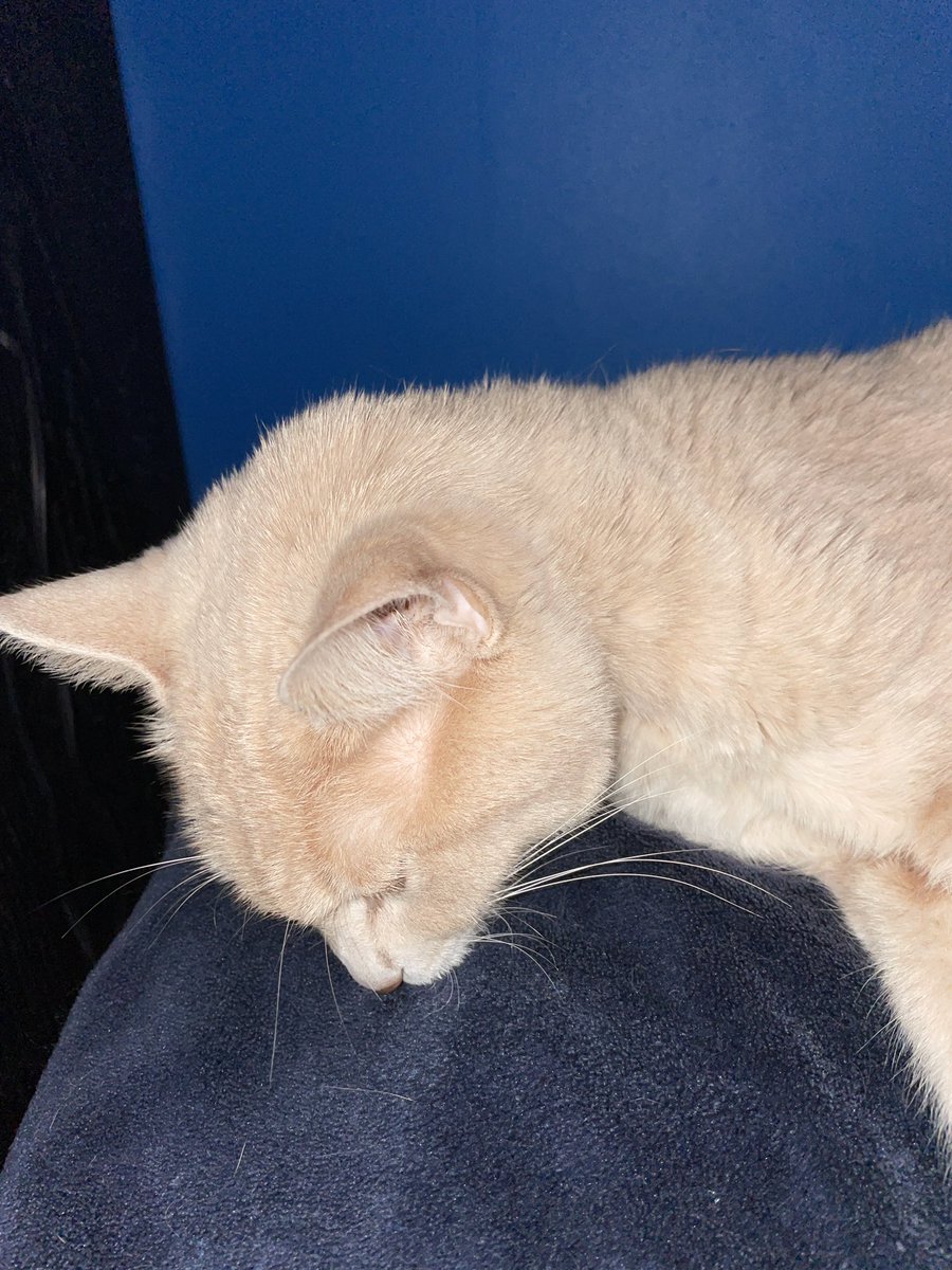 BuzzTeddyCats's tweet photo. Nap time with @Panthify https://t.co/aa4qr7Svdv