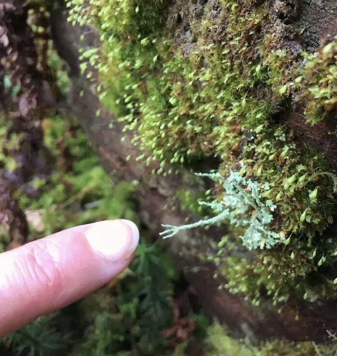 bintcrubbs's tweet image. 