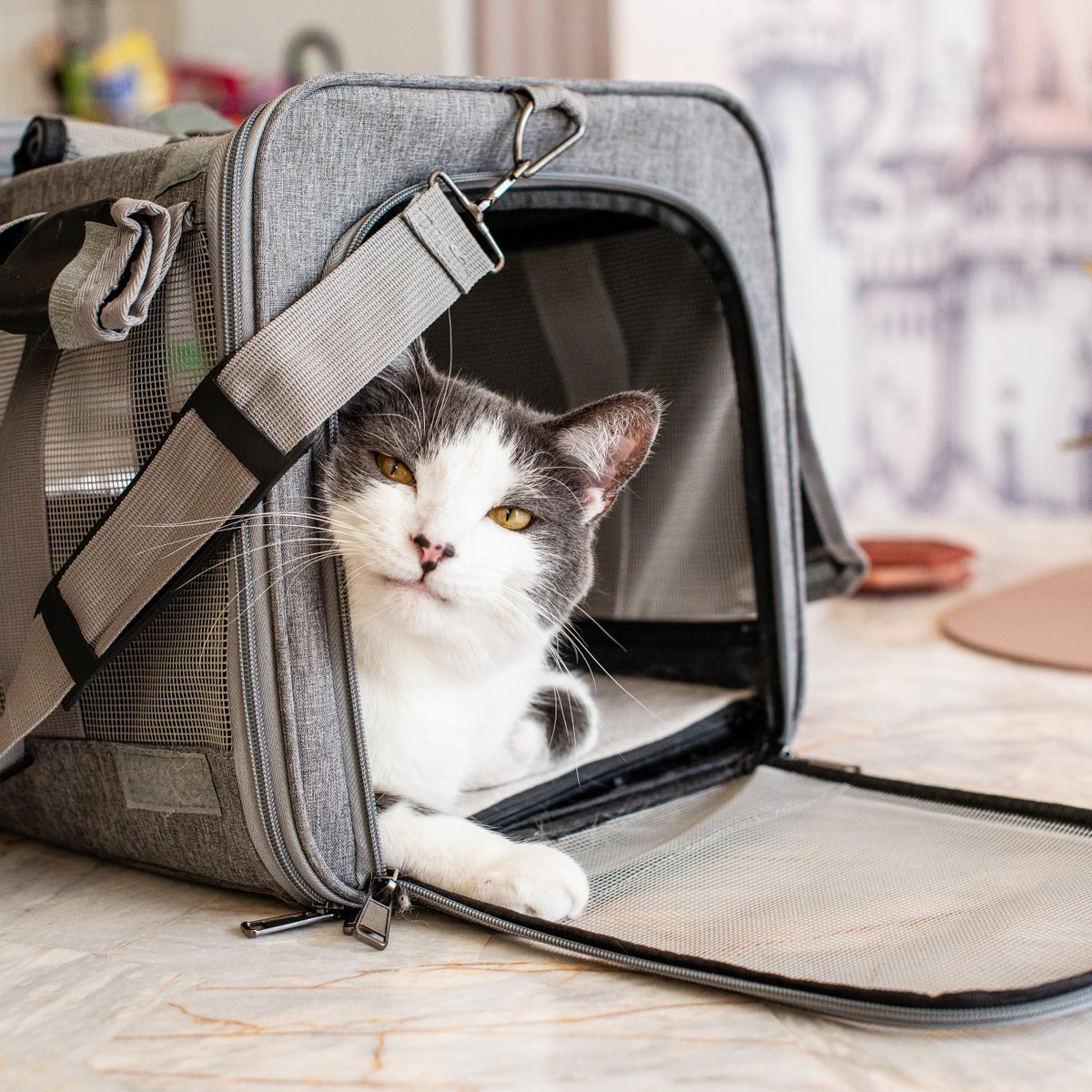 January 2 is National Pet Travel Safety Day! Find advice for traveling safely and comfortably with your animal companions on <a href="/oregonvma/">Oregon Veterinary Medical Association</a>'s website at oregonvma.org/care-health/co….