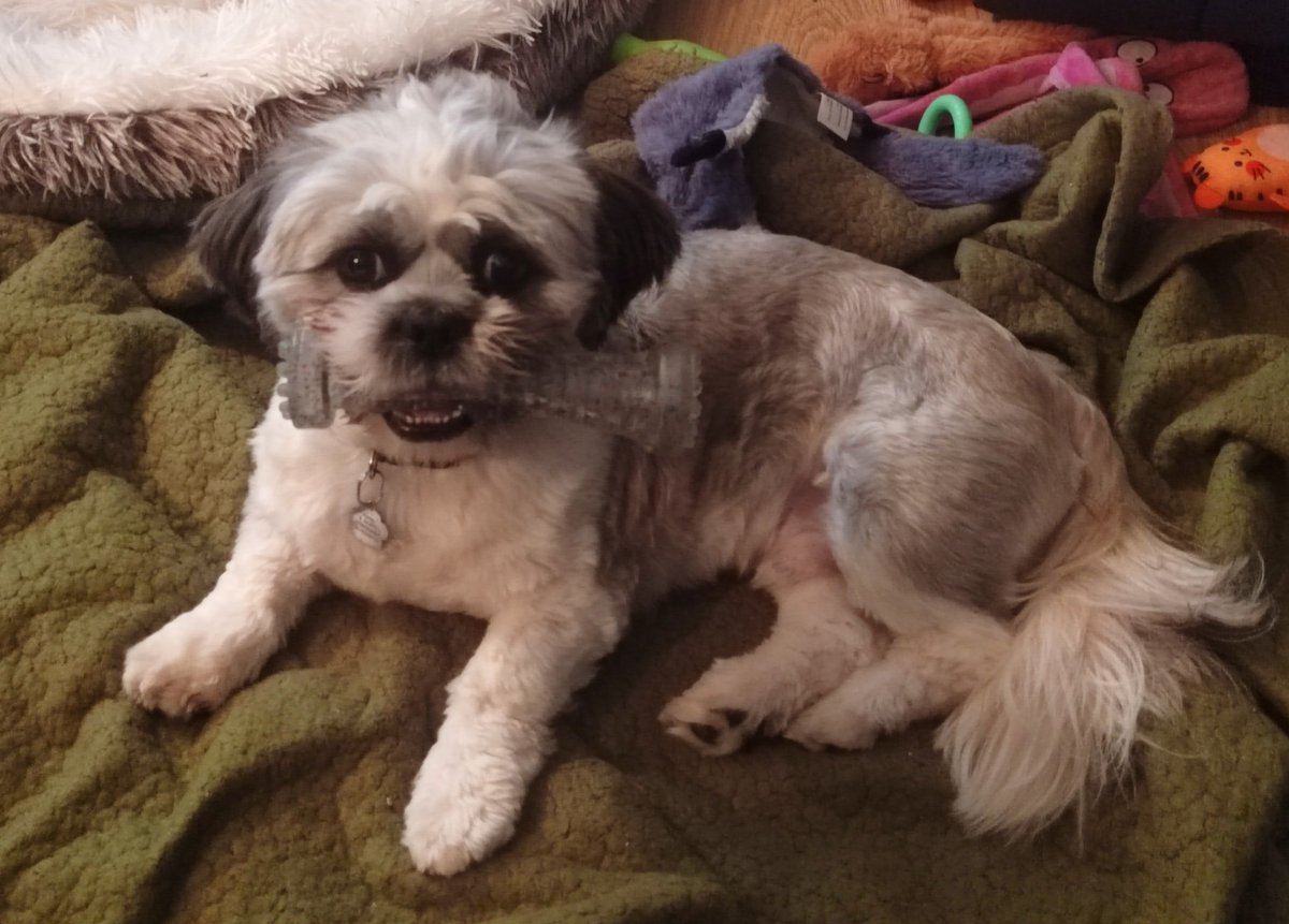 How he's grown and changed colour! (which is actually a Shih Tzu thing)

Then and Now #Harleypup pics 🐾