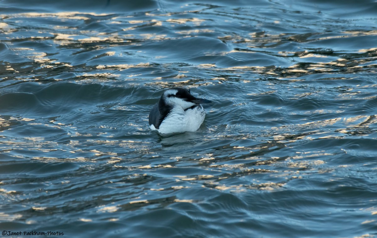 JanetMPackham💙 tweet media