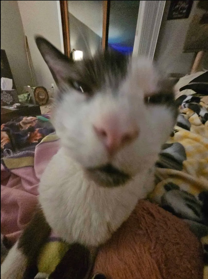 PawsYourGame's tweet photo. 🚨 Judgment Alert 🚨

Powder the Cat has officially entered “Full Raid Leader Mode” and is side-eyeing us harder than an NPC that just got skipped in a cutscene. 🐾

Why? Because only TWO players of three needed have found the 7th location in our WoW scavenger hunt yet! 🗺️💎

Powder says:
👉 “Y’all call yourselves adventurers, but I’m not seeing any CATaclysm-level effort here. Is this the same energy you bring to a dungeon queue? Because this hunt is NOT gonna carry itself.”
Don’t make Powder use her Feline Fury. 🐱⚡ Time to step it up, find the location, and claim the Hateforge Mount! (Also, maybe an extra treat for Powder for moral support?)

💬 Drop your guesses below before she sets her aggro on you!

#PowderTheJudger #WoWScavengerHunt #StepUpYourGame #CatCrits