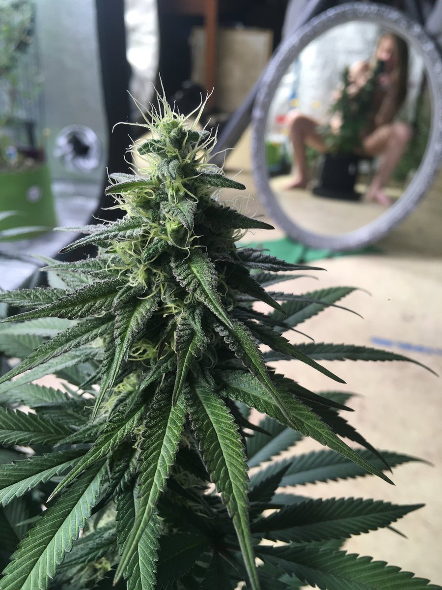 HighlyGanjanous's tweet photo. Platinum Swabi Punch from the first #oneworldoneplant showcase.
Before this I had run some plants for a Swabi landrace preservation project, this plant was definitely Swabi leaning.
This is one of my favorite #WNGD pics, letโs see if anyone notices ๐คญ
#dankbabe https://t.co/e05Qlg19WW
