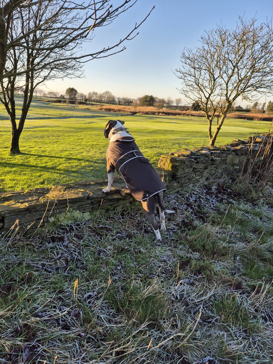 Hudson looking for his Dad whilst playing Golf 🏌️‍♂️ ⛳️