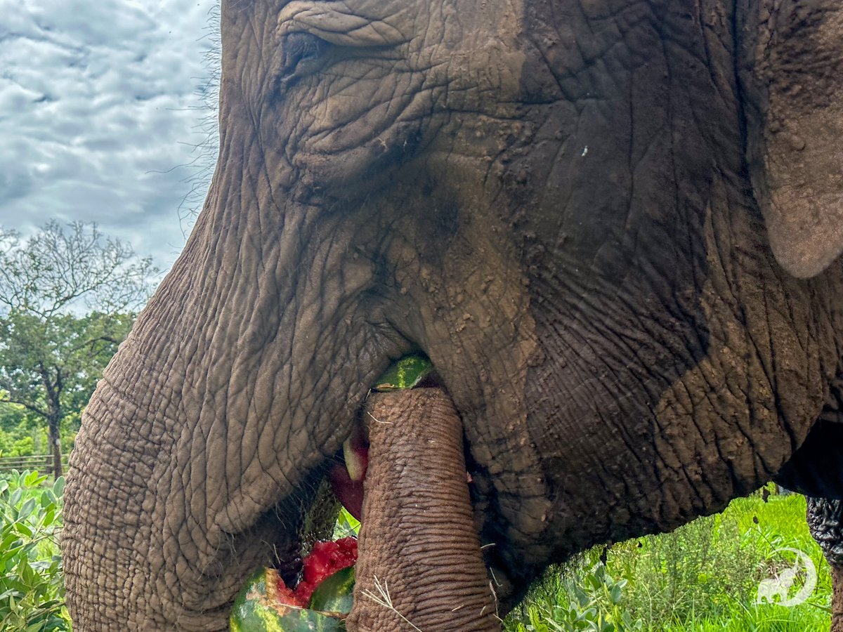 GlobalElephants's tweet photo. It’s EleFact Friday again and this time we’re addressing a rumor that we’ve heard many times about #elephants in the wild. There is a common thought that fruit that gets left to decompose can often become fermented, and today we wanted to look into this further to see if it’s true.

Historically, stories have been shared that animals of several species, including elephants, have been known to eat fallen fruit and appear to be intoxicated. From African elephants supposedly eating overripe fruit from the marula tree, to a moose getting stuck in a tree after eating too many rotten apples, these stories range far and wide. The truth is that the amount of fruit that an elephant would need to eat to account for their large mass would be in large quantities, almost to the point where it would be impossible to eat that much.

In comparison to humans, studies have shown that elephants don’t break down and metabolize ethanol as quickly as we can. In fact, human bodies possess an enzyme in the ADH7 gene that can help us metabolize ethanol 40 times faster than other primates. Elephants, and even their mammoth ancestors, do not possess this gene at all.

In the wild, if elephants were exposed to large amounts of fruit rotten on the ground, there could be a very slim possibility that eventually, after eating as much as they possibly can, they may feel a bit of a “buzz,” since they don’t possess the metabolizing gene. It seems as if this elephant myth is more of a question that may not have an answer; maybe we should call today EleTHEORY Friday instead?

Photo of Mara enjoying a watermelon