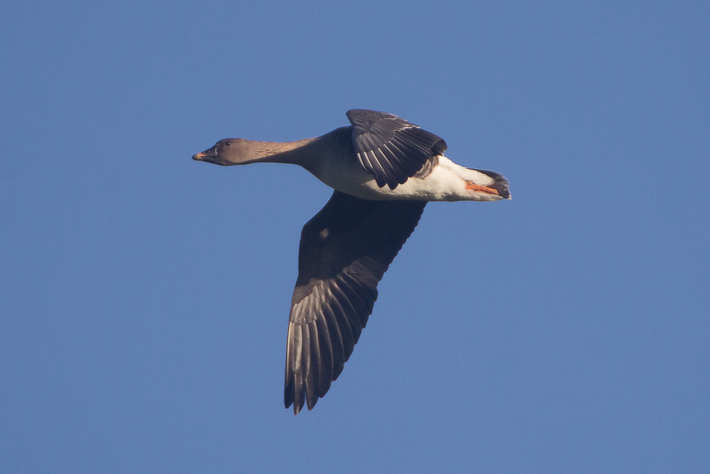 Vanmiddag een slordige 500 #Toendrarietganzen overvliegend en dan weer landend rondom het #Scharreveld. Dit is er 1 van..
<a href="/vogelnieuws/">Vogelbescherming NL</a> #vogelskijken <a href="/drentslandschap/">Het Drentse Landschap</a>