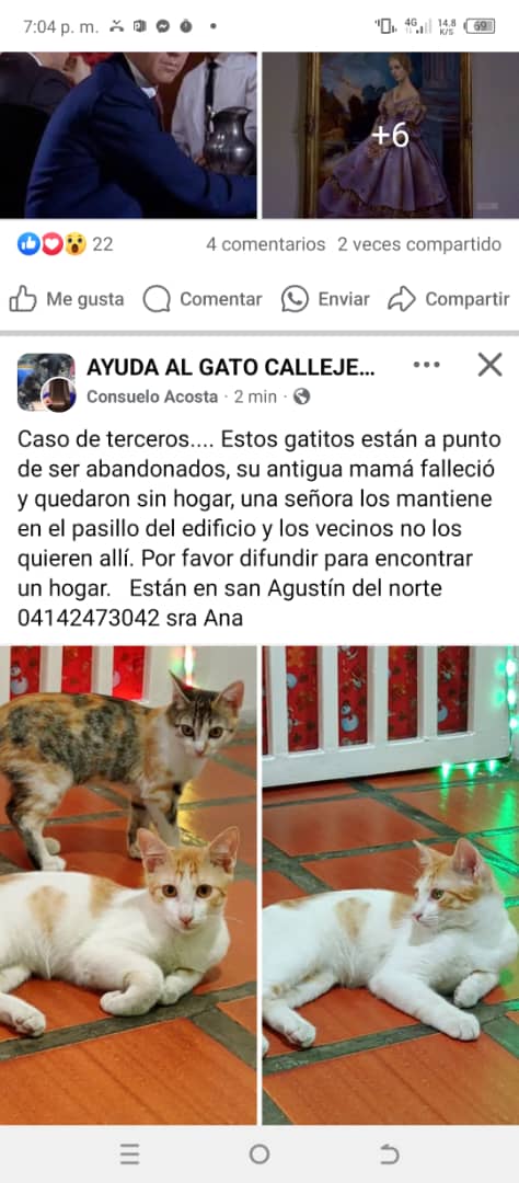 Estos mininos necesita. Hogar. Su mamá humana falleció. Están en San Agustín del norte, Caracas