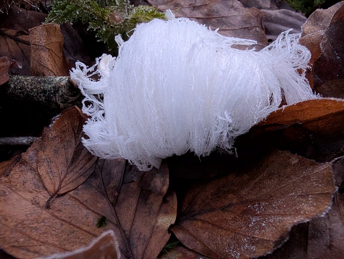 It's proper cold at last and the hair ice has appeared in the forest ☺️