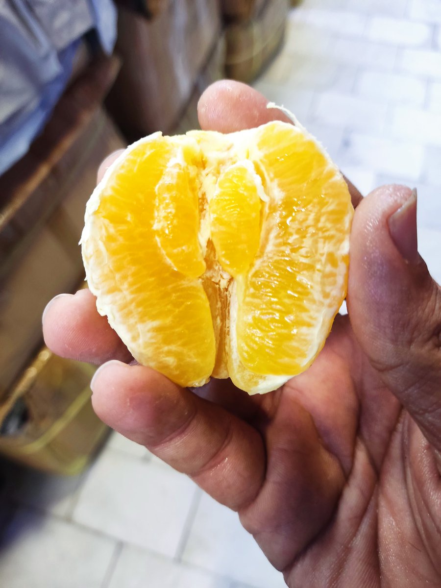 calllmescorpion's tweet image. بچه پرتقال🥲 
حالا بخورمش یا بزارم بزرگ بشه؟؟