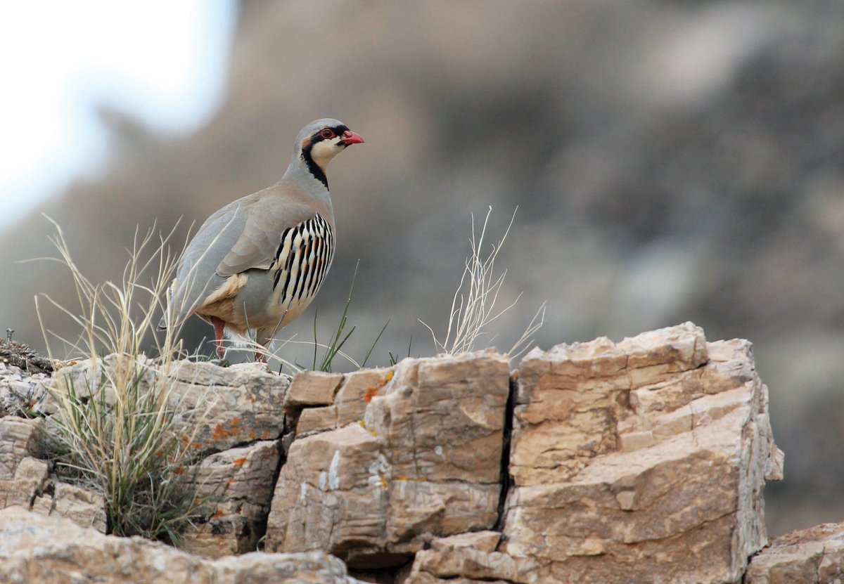 Rose starts getting fidgety, and Sam, Alan, and I look at each other with anticipation. We keep stalking upwind, contouring along the 30-degree grade of our draw, squinting for feathers. Read on below, where Josh Lau shares his chukar hunting experiences

grit.com/animals/wildli…