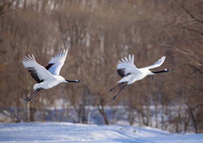 140cDeSolitude's tweet image. J'ai finalement fini de lire « Togen #凍原 (#Toundra ou champ d'#eau glacée) », le #roman #policier de #ShinoSakuragi (2009). #littérature #livre