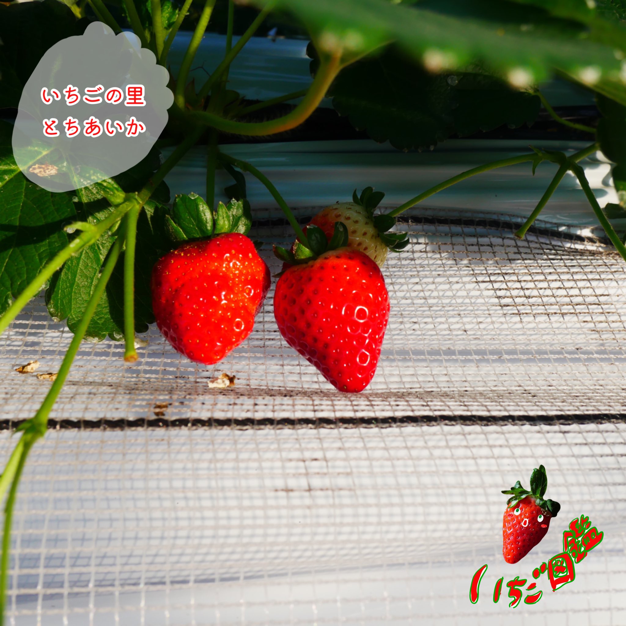 いちご図鑑 - Search / X