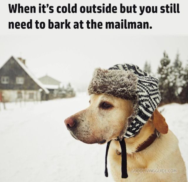 ShadowDogDesign's tweet photo. When it's cold outside but you still need to #barl at the mailman.
#Dogs #Dog #FunnyDog #BestFriend #LoveDogs #GoodDog #DogsAreLove https://t.co/cxUAyWUXmq