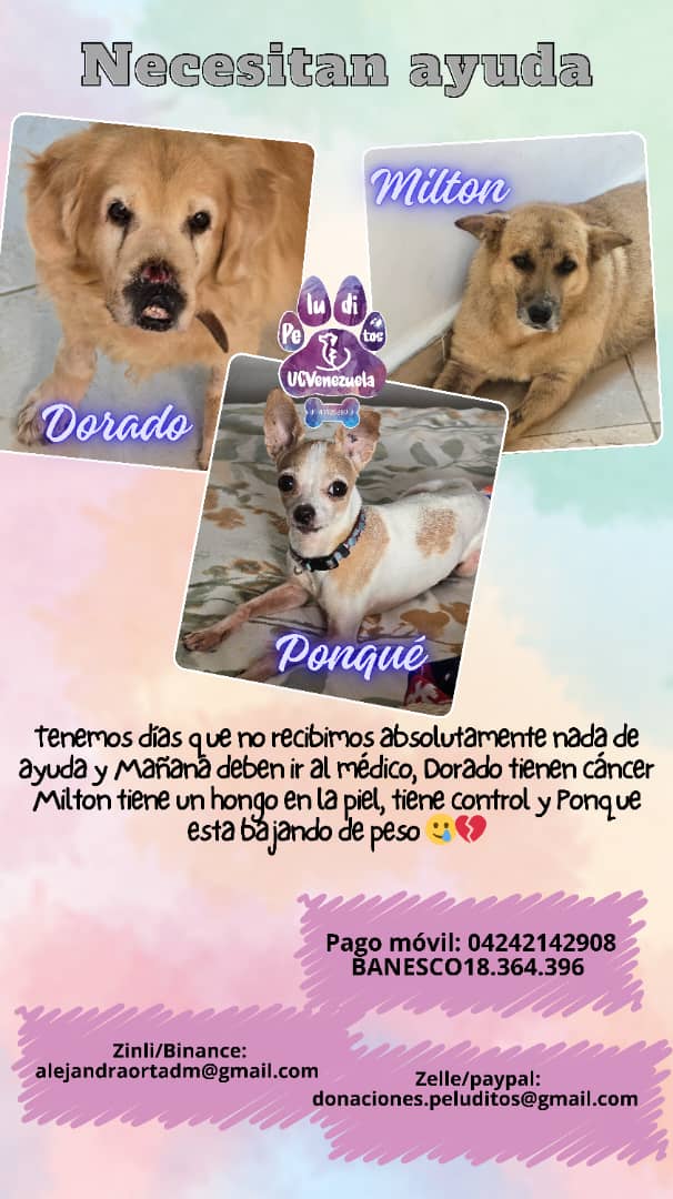 Peluditos UCV necesita manos amigas. Por favor difunde y dona lo que puedas. Ayuda a estos perritos