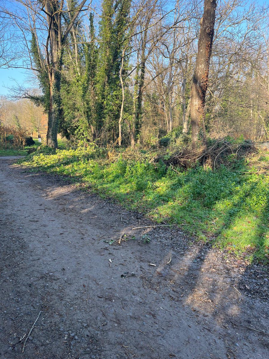 Bona tarda <a href="/Olotuit/">Ajuntament d'Olot</a> , passejant, just arribar a dalt de la pujada del Salt de les Bigues, al costat esquerra, hem vist aquest arbre mig tallat. Podeu revisar-lo per si pot caure? Gràcies!