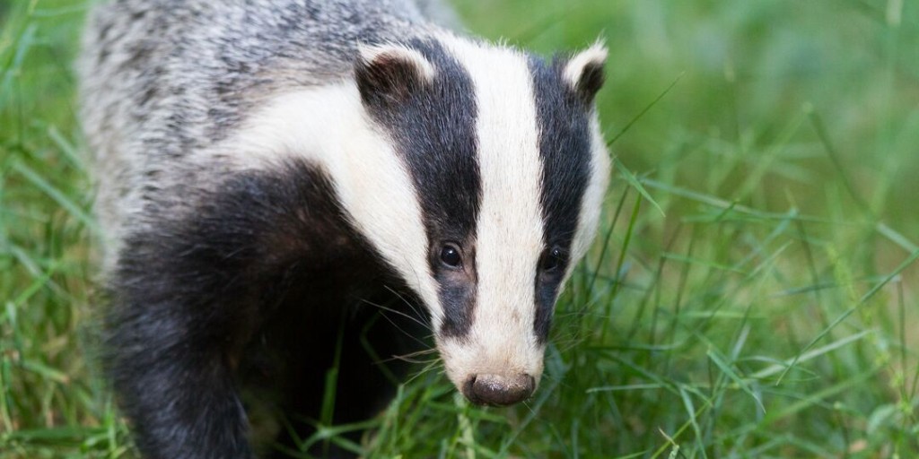 BornFreeFDN's tweet image. 🦡 Let's take action on badger culling 🦡
Born Free are supporting an official government petition to end the cull for good - please sign the petition here 
bit.ly/4a3OCvv
📸 Richard Hurrell