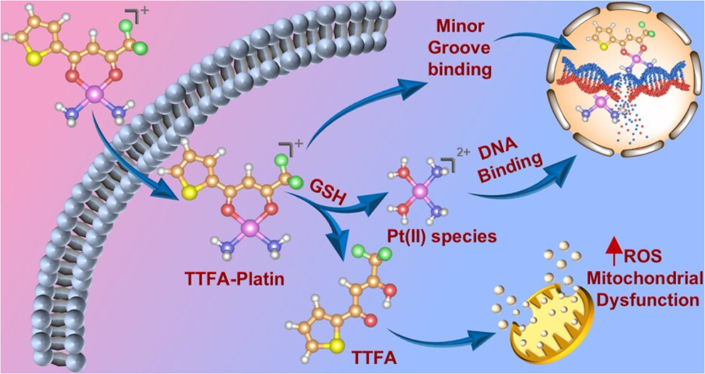 Megha Biswas 1910209 (@biswas1910209) on Twitter photo I am extremely delighted to share our recent article which shows the anticancer potential of a novel platinum based prodrug TTFA-Platin incorporating a mitochondrial targeting ligand TTFA with a Pt (II) core.
Link: doi.org/10.1021/acs.jm…
<a href="/IISER_BERHAMPUR/">IISER Berhampur</a> <a href="/BiologyIndia/">Chemical Biology Society (India)</a> I am extremely delighted to share our recent article which shows the anticancer potential of a novel platinum based prodrug TTFA-Platin incorporating a mitochondrial targeting ligand TTFA with a Pt (II) core.
Link: doi.org/10.1021/acs.jm…
<a href="/IISER_BERHAMPUR/">IISER Berhampur</a> <a href="/BiologyIndia/">Chemical Biology Society (India)</a>