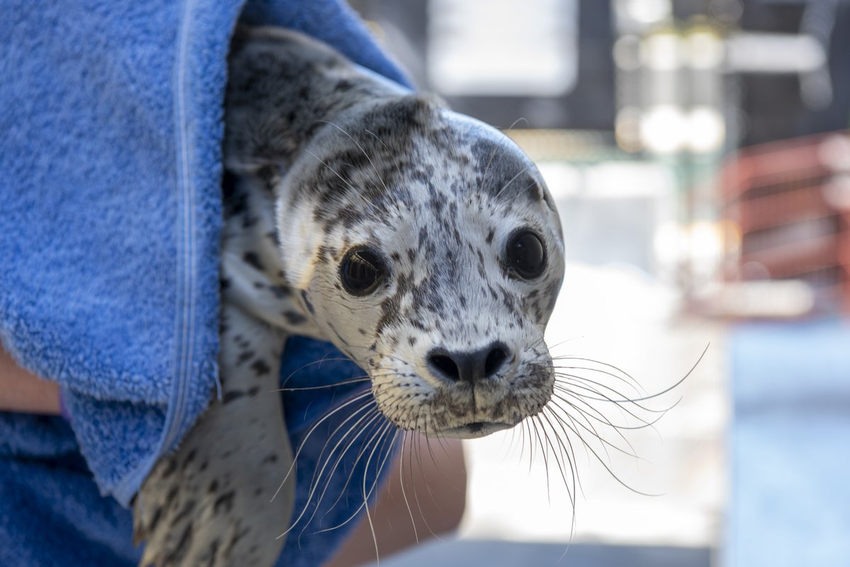 TMMC's tweet photo. Getting back into the swing of things after year end can be tough π but #HarborSeal pup Anchorage wants you to know that you can do it! βΊοΈππ #RespectTheCute https://t.co/ey0RVakWdc
