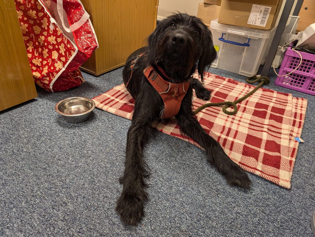 Happy New Year one and all! 🧡

Our return to the office today was made all the warmer thanks to the presence of this friendly pooch.

Murphy here is a keen supporter of York Neighbours, and wanted to check out our engine room, behind-the-scenes, here at the Raylor Centre.