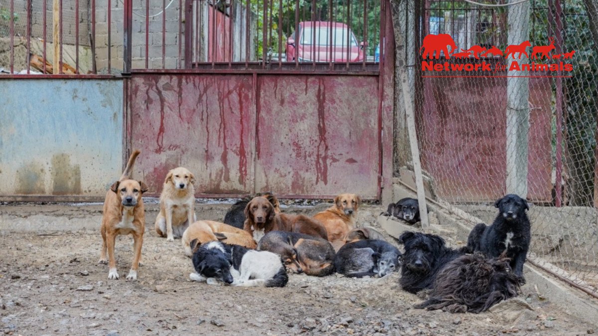 Network4Animals's tweet photo. Poisoned, shot or beaten to death โ this is what awaits 1,000s of Serbian #streetdogs. Our partners are fighting to save them, but resources are scarce & there are so many dogs in need. Find out how you can help us save them: https://t.co/CfU7WJG7Hc
#Serbia #NFADogs https://t.co/NVBA9DKVLM