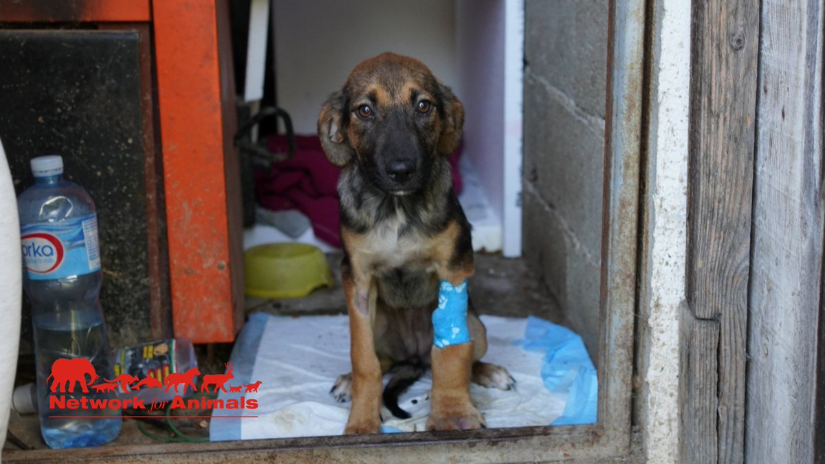 Network4Animals's tweet photo. Poisoned, shot or beaten to death โ this is what awaits 1,000s of Serbian #streetdogs. Our partners are fighting to save them, but resources are scarce & there are so many dogs in need. Find out how you can help us save them: https://t.co/CfU7WJG7Hc
#Serbia #NFADogs https://t.co/NVBA9DKVLM