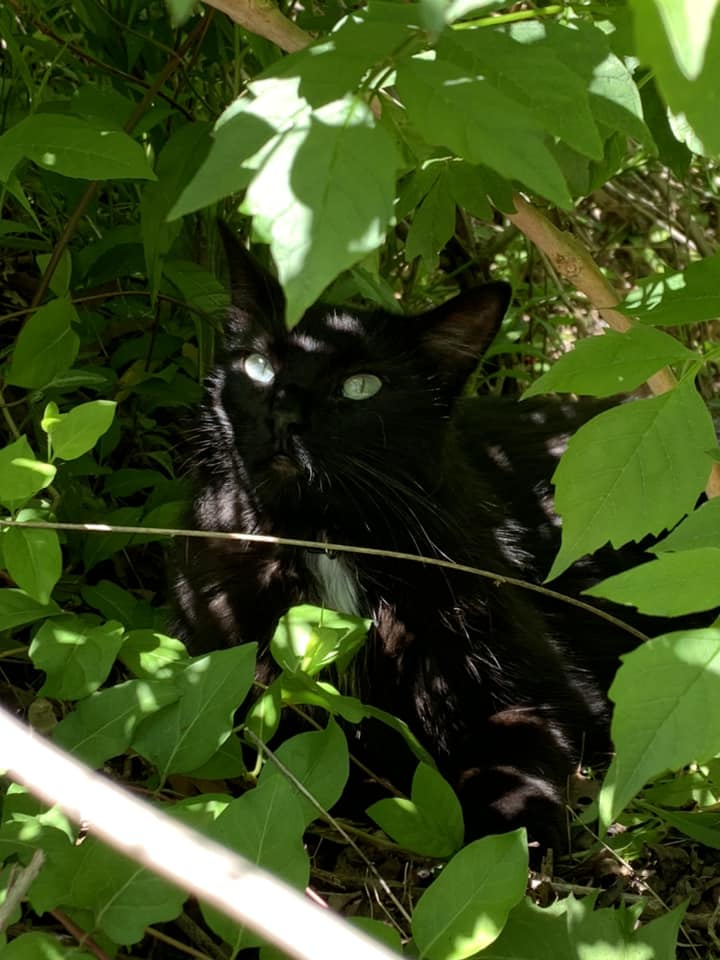 TkwrtO's tweet photo. @Yoda4ever Every one of my kitties I ever had was adopted--just like me. 😊 Isabella was saved during a blizzard. https://t.co/Pjo5JIV9i3