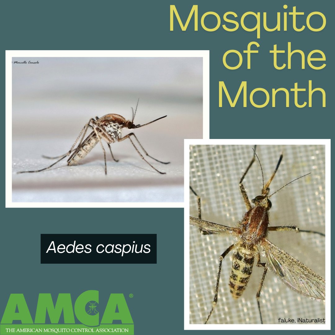 AMCAmosquito's tweet image. Aedes caspius is a floodwater mosquito and commonly found in areas of Europe and the Middle East. It can be found in both fresh and saline marshes, but is most abundant in salt marshes. #AMCA #aedes #mosquitoes