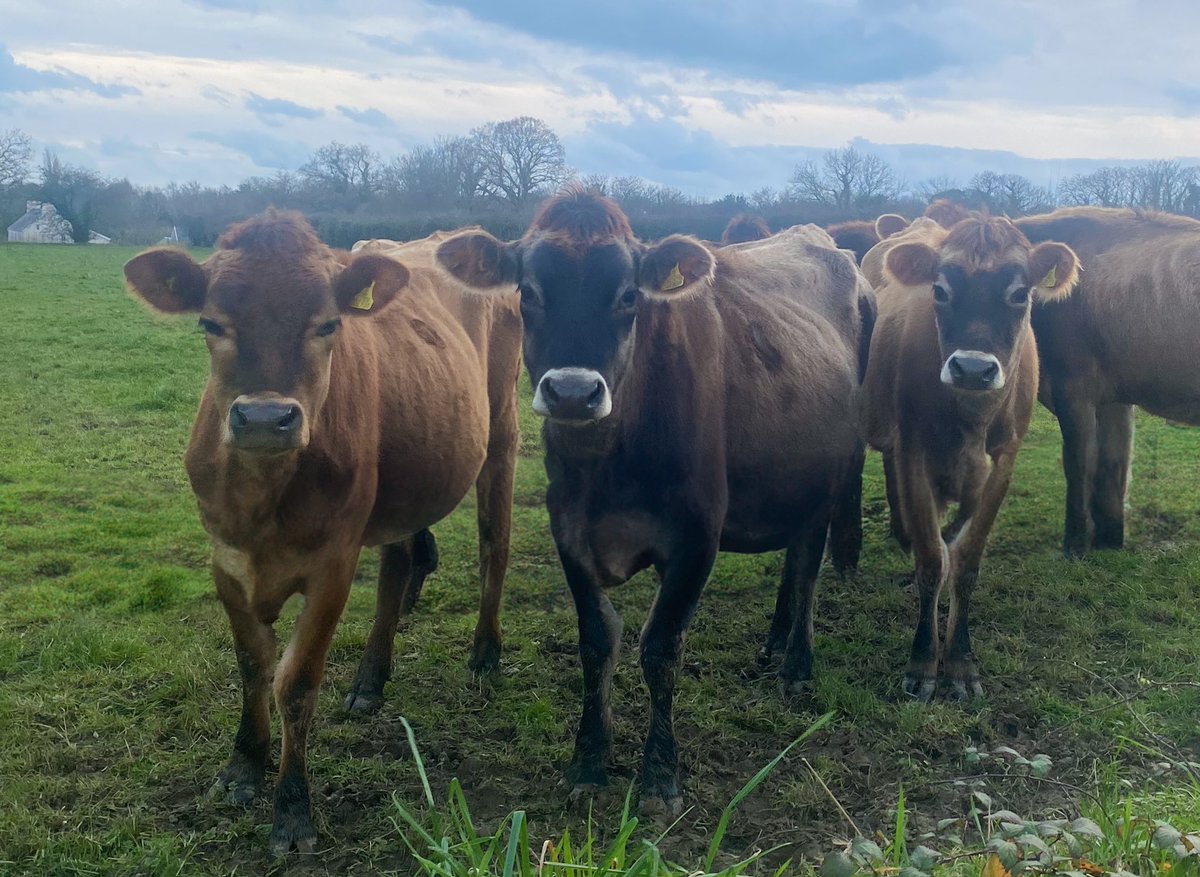 These beautiful ladies came to visit this afternoon 😍