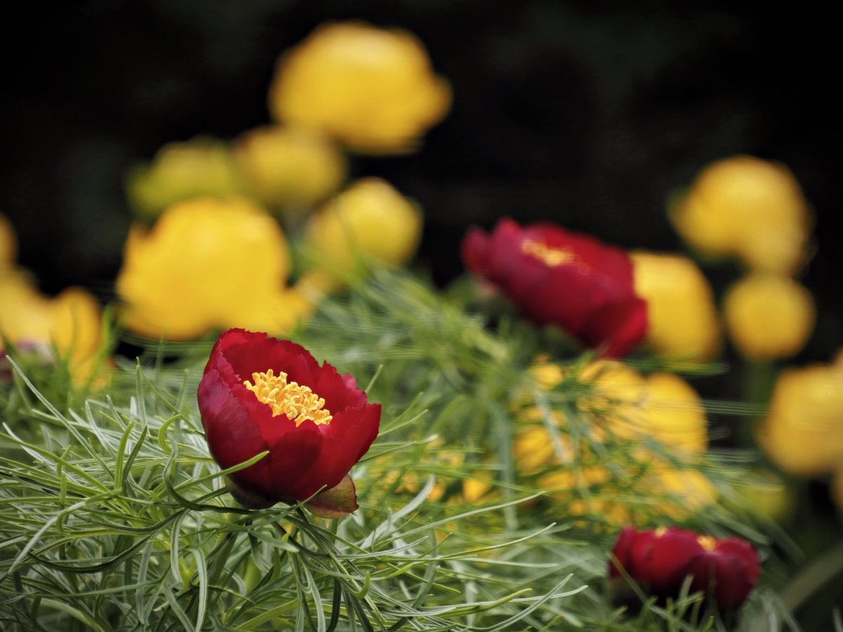 PEKHTography's tweet image. The Fernleaf Peony may be a modest flower, but its elegance is nothing short of regal—it&apos;s the garden&apos;s very own monarch of majesty!
#Fernleaf #Peony #queen #garden #delicate #lacy #foliage #majestic #flowers #bloom #beauty #royalty #greenery #grandeur #blossoms #flourish