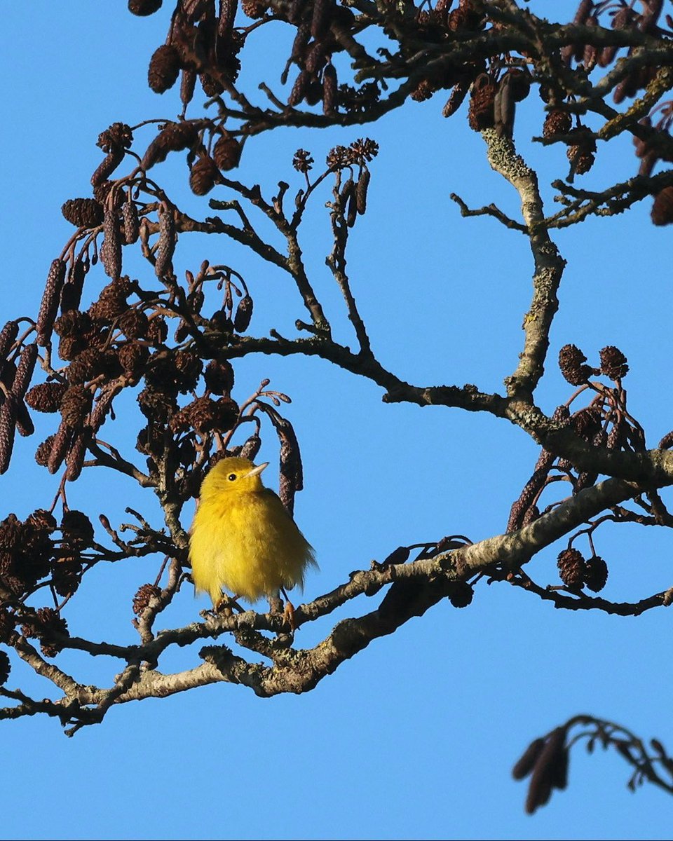 DaveRead18's tweet image. It feels like déjà vu, a long drive south on a frosty January morning in search of an American Warbler. Last year, the Northern Waterthrush and today, this stunning Yellow Warbler 💛