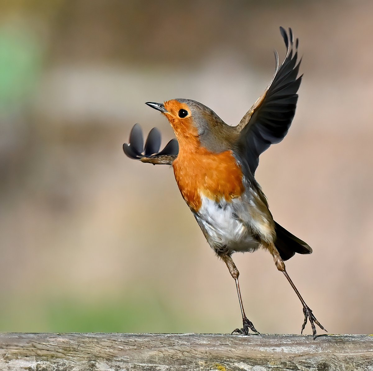 Carl Bovis tweet media