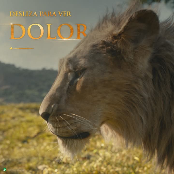 lauri366's tweet image. Las dos caras de la historia 
Vergüenza.. y Dolor.. los hermanos Mufasa y scar eran inseparables hasta que un día sus caminos se cruzaron y scar traiciono a su hermano