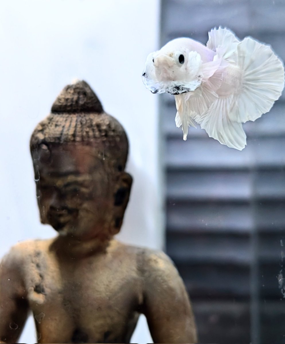 OZZY_GiRL_'s tweet image. Apollo is such an incredible boy 😍 He&apos;s been busy creating bubble nests. Needs a girlfriend 🤍 #Dumbo #elephantear #bettafish #bettasplendin