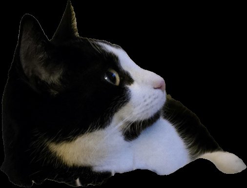 The difference is why 😃🐈 #Scratch watching at the big screen with #Avicii ... 😃👍🎶🇳🇱🇪🇺🌍#GODOGOOD #StijnOnline #StijnGabeler