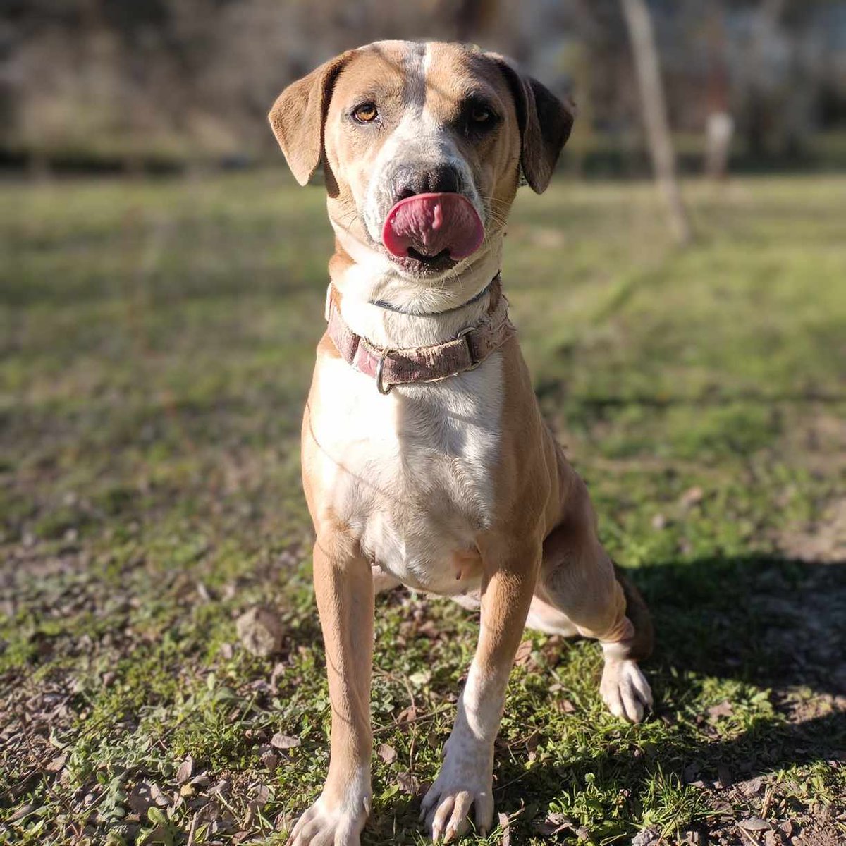 VoiceRescue's tweet photo. 1024 DAYS IN RESCUE!
Meet Dancer, a vibrant 2-3 year old Pittie mix born around March 2021! This energetic sweetheart has been waiting for her forever home for 1024 days, and she's ready to burst into your life with joy and affection.
Dancer's love for people knows no bounds, and she's guaranteed to bring endless happiness into your world. As a solo pet, she'll be the center of attention and adore every moment of it. While she's not suited for homes with livestock, Dancer will thrive in suburban or city settings.
Get ready for adventures with Dancer! She loves brisk walks, outdoor exploration, and being your eager companion on all escapades. When the day winds down, Dancer transforms into a cuddle enthusiast, melting hearts with her affectionate nature and irresistible belly rubs.
Dancer is all set to join her new family: she's microchipped, spayed, and up-to-date on vaccinations. Plus, out-of-state transport is available to bring her to your doorstep. Weighing 46 pounds, Dancer is the perfect package of energy, love, and loyalty.
If you're ready to add a spark of joy and adventure to your life, come meet Dancer today and discover the happiness she'll bring!
All links to everything you need are located in one easy to locate link! (adoption and foster applications, wishlist, donation links, social media, adopt a pet and petfinder)
https://t.co/XJlzP3mHot