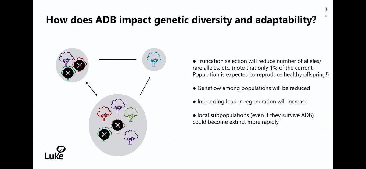 seanmhoban's tweet image. Enjoyed catching up on the Nordic conference on genetic resources. Topics include COP16, pre breeding, genetics for pest &amp;amp; disease resistance, ash dieback, DSI and climate change. Recordings are free to all. vimeo.com/1039623009 and vimeo.com/1039625510 thanks @NordGen
