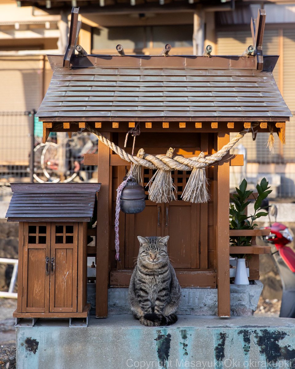 okirakuoki's tweet image. ねこ神さま。